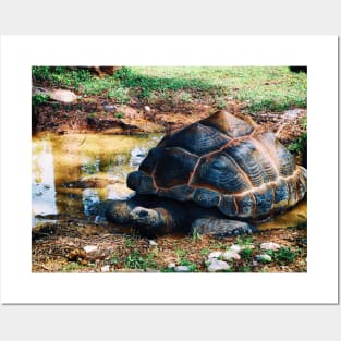 Tortoise Relaxation Time Posters and Art